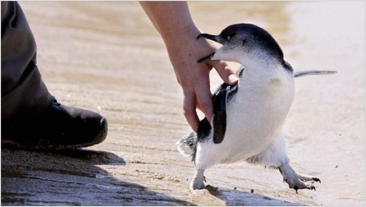 Които са оборот на пингвин и какво правят?