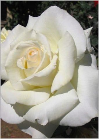 Булчински букет от рози: най-добри опции и комбинации