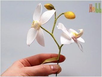 Осъществяване на орхидеи от пяна