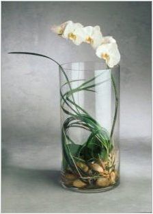 Осъществяване на орхидеи от пяна