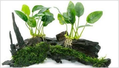 Аквариум Растителна Анюбиас: Видове, съдържание и размножаване