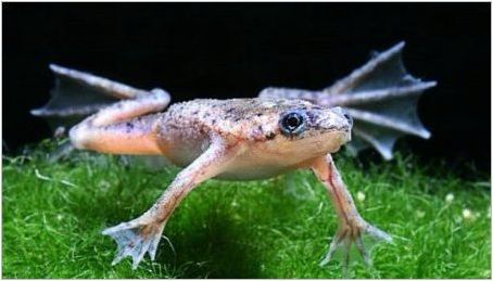 Аквариум жаби: описание и видове, съдържание и грижи