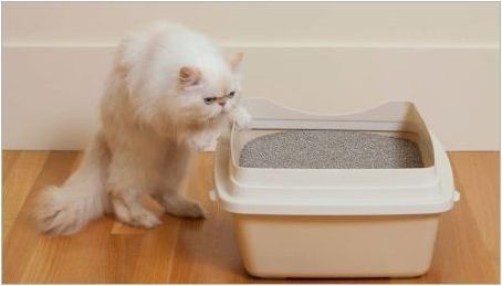 Бентонитни пълнители за тоалетна на котка: плюсове, минуси и подбор
