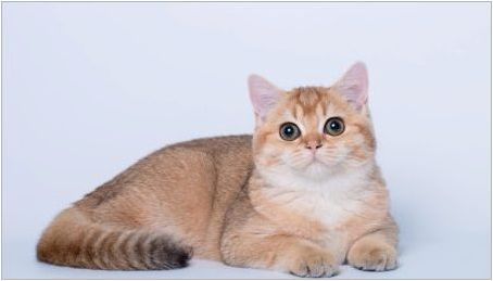 Британски Златни котки: цветни функции и описание на скалите