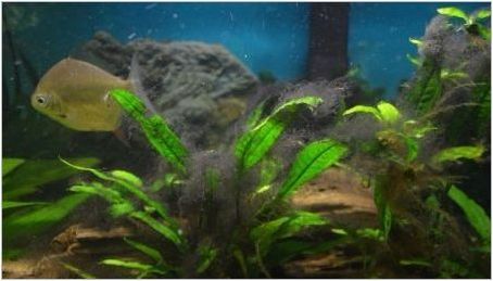 Черно водорасли в аквариума: Защо възникнат и как да се справят с тях?