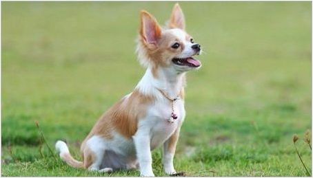Chihuahua обучение: правила и овладяване на основни екипи