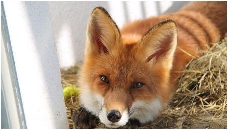 Домашна лисица: Колко години живее, отколкото храненето и как да се запази?