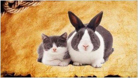 Година на заек (котка): характеристики и съвместимост
