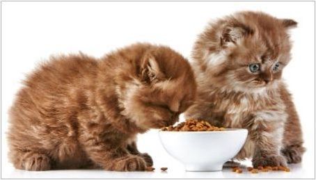 Характеристики и оценка на супер премиум храни за котенца