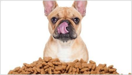 Храна за стари кучета: Какво има и как да изберем?