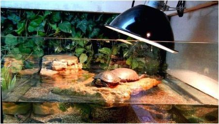 Изберете лампа за червени костенурки