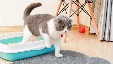 Как да изберем килим за котка тоалетна?