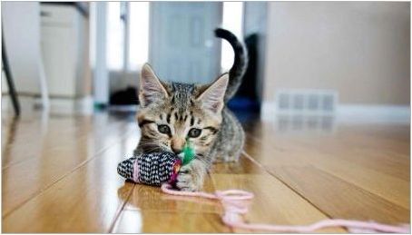 Как да направите играчка за котка, направете го сами?