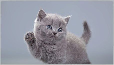 Как да наричаме сиво коте: списък с имена за котки и котки