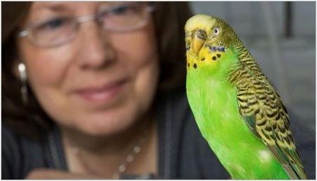 Как да научим вълнообразен папагал да говори?