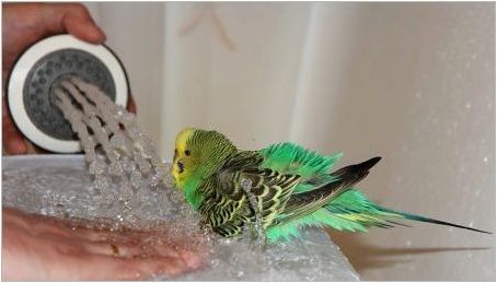 Как да се къпе папагал?