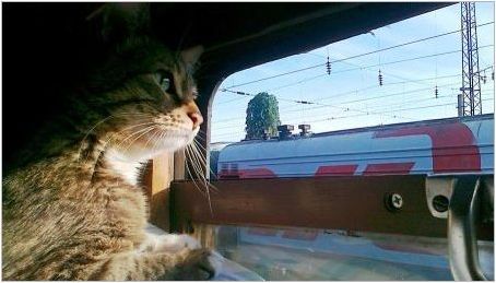 Как да транспортирате котки във влака?