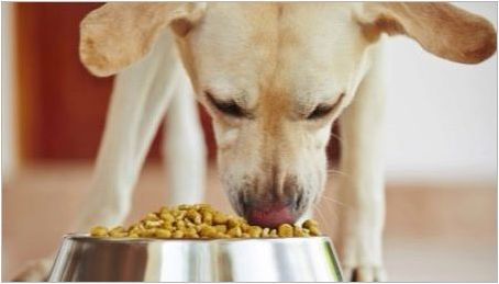 Как и какво да хранят кучето на двора у дома?