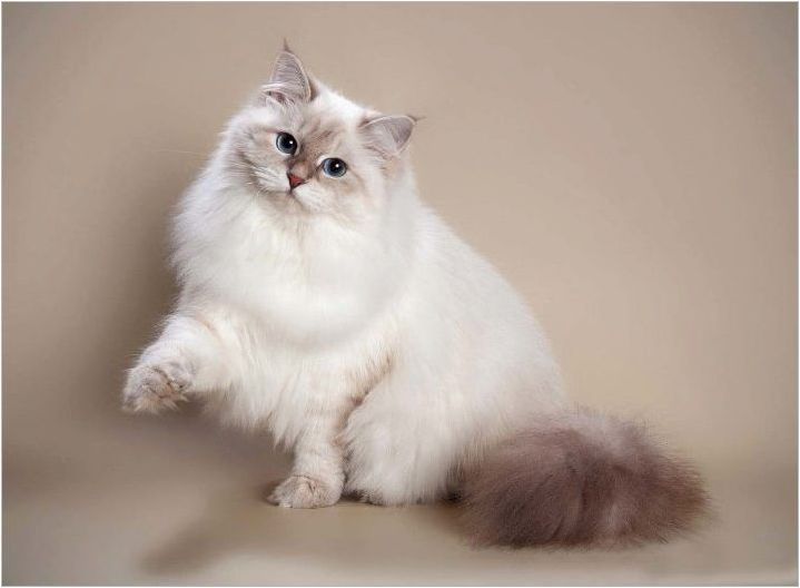Какви са котките на котките на Невская маскарад?