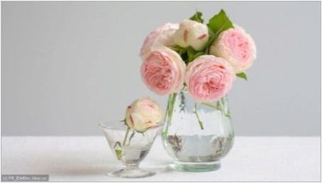 Какво да правим, за да розите за дълго време във ваза?