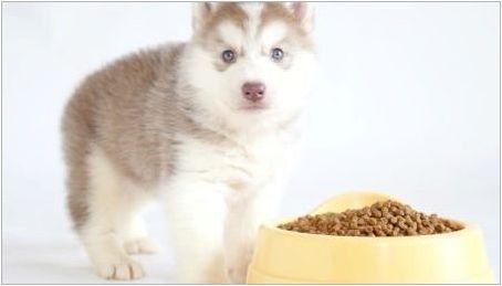 Какво и как да се хранят кученца Husky?