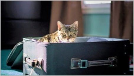 Където можете да оставите котката по време на ваканцията?