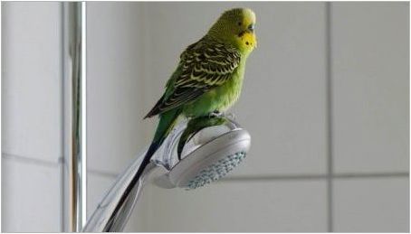 Когато можете да произведете папагал от клетката след покупка?