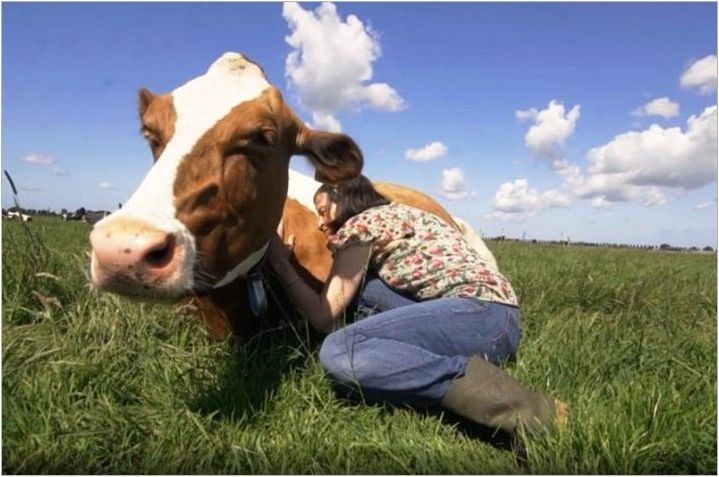 Комуникация с крави - нов начин да се отървете от стреса