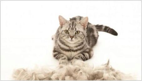 Котка силно леща: причини и начини за решаване на проблема