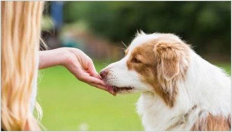 Куче деликатеси: видове, най-добрите производители и избор