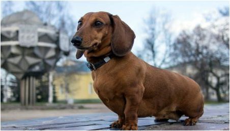Кучета с къси лапи: описание на породите и нюансите на грижа
