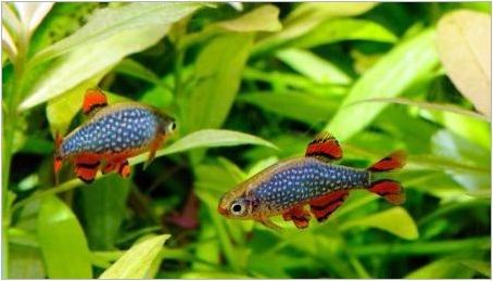 Microrasta Galaxy: Съдържание и развъждане на аквариумни риби