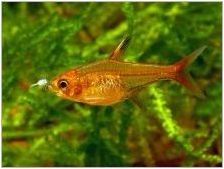 Наноакарни риби и растения