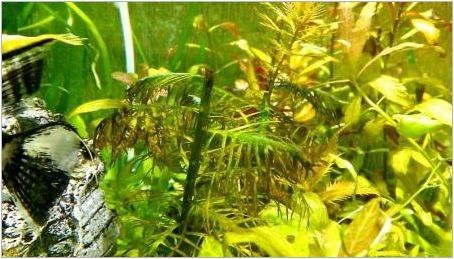 Непретенциозни аквариумни растения: разновидности, избор и грижа