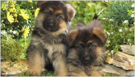 Описание и съдържание на немското овчарско кученце за 1 месец