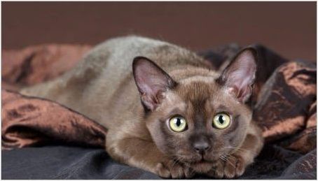Описание на породите шоколадови котки и тяхното съдържание