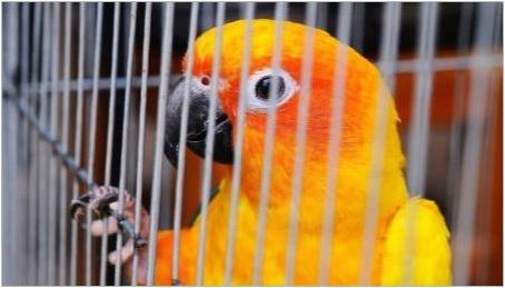 Осъществяване на клетки за папагал със собствените си ръце