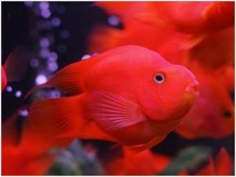 Parrot Fish: сортове и тайни на съдържанието