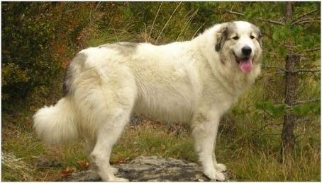 Пиренеи планинско куче: характеристики и разплод
