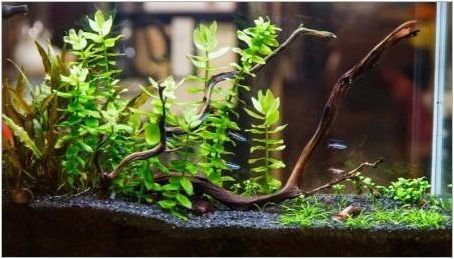 Почва за аквариумни растения: видове, избор и приложение