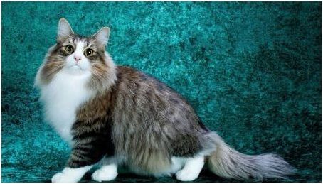 Пухкави котки: най-добрите породи и особеностите на грижата