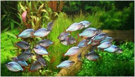 Rainbits: видове аквариумни риби и характеристики на тяхното съдържание