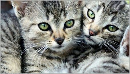 Раирани котки: функции, породи, избор и грижа