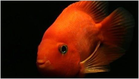 Red Parrot: Описание на рибата, правила за съдържание и разреждане
