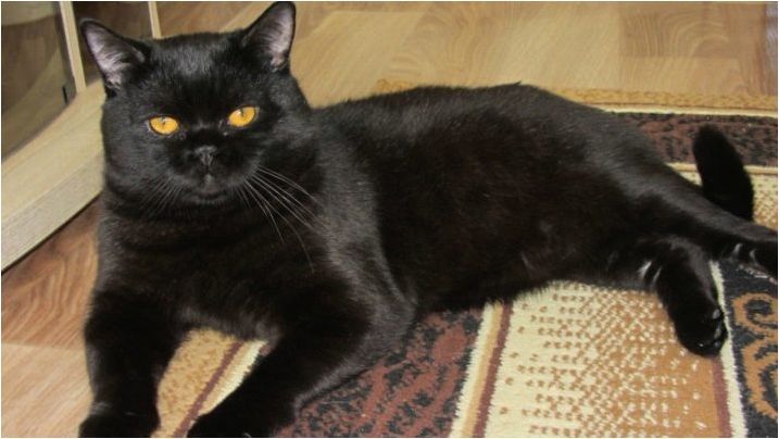 Шотландски черни цветни котки