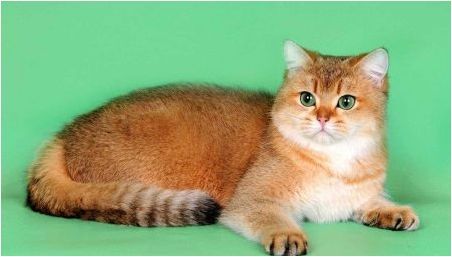 Шотландски котки златист цвят: характеристики и характеристики на грижата