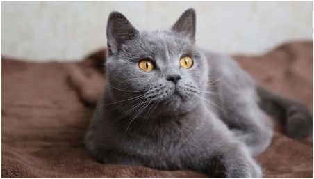Списък с имена за британски сиви котки