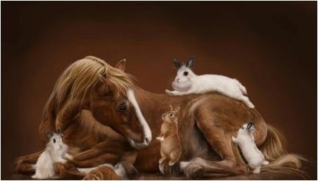 Съвместимост на коне и заек (котка)