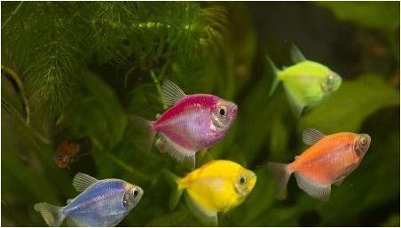 Ternection Glofish: Съдържание, размножаване и грижа