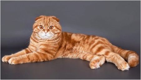 Външен вид, характер и съдържание на червени шотландски котки